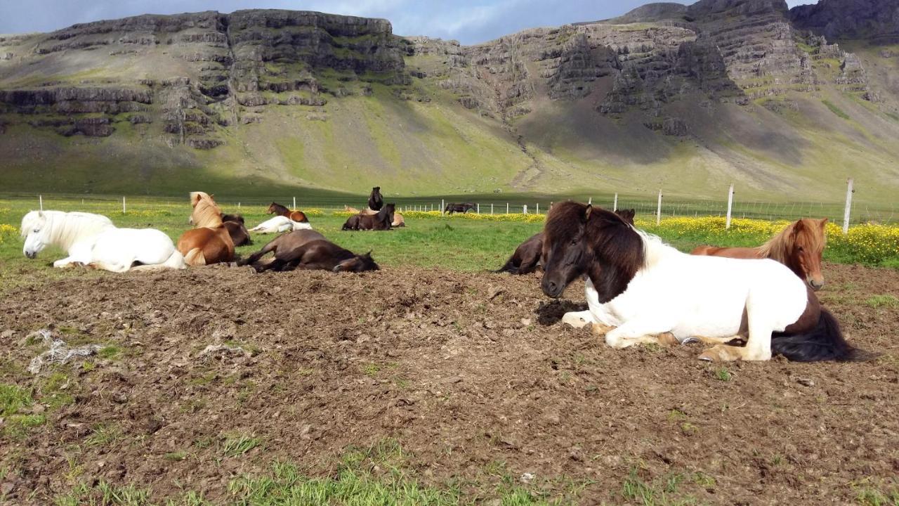 Laekjarhus Farm Holidays Privatunterkunft *